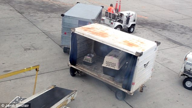 Several people took to Twitter to post statistical information from the Department of Transportation that showed more pets died while being transported by United than any other major airline in 2016. Pet carriers are pictured preparing to be loaded onto a  United flight 