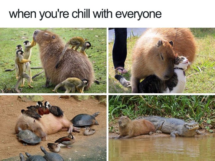 funny wholesome animal memes 51 58f0cbb9c3b41  700 40 adorable animals taking a sip from the meme stream  (40 Photos)
