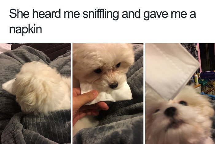 funny wholesome animal memes 43 40 adorable animals taking a sip from the meme stream  (40 Photos)