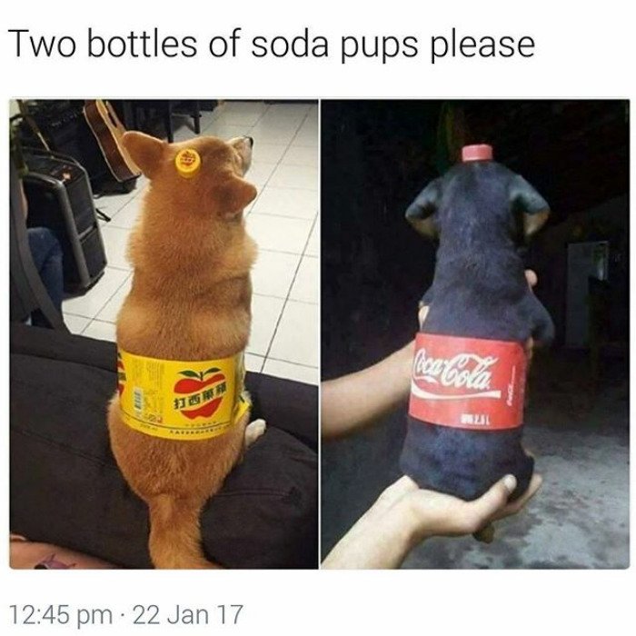 40 animal memes 22 40 adorable animals taking a sip from the meme stream  (40 Photos)