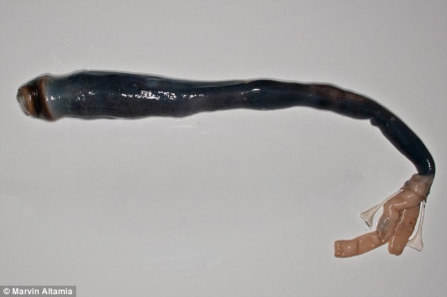 A fresh specimen of the giant shipworm, Kuphus polythalamia, removed from its calcareous tube