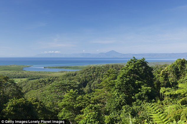 There was a major outbreak of the bacterial disease in 2011, when at least 65 people became infected in far north Queensland. Pictured: Daintree Rainforest