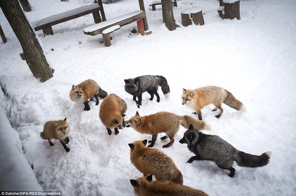 Visitors to the village can pay around £4 (700 Japanese Yen) to enter and feed the animals. Foxes are heralded in Japan, with many believing they have mystical powers and bring good luck