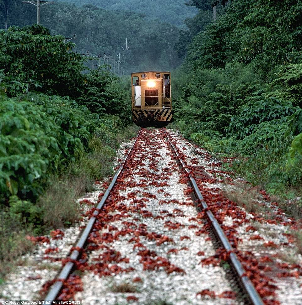 During the migration period the state government closes the roads on the island to ensure the crabs have a safe journey, but many are still killed on train tracks