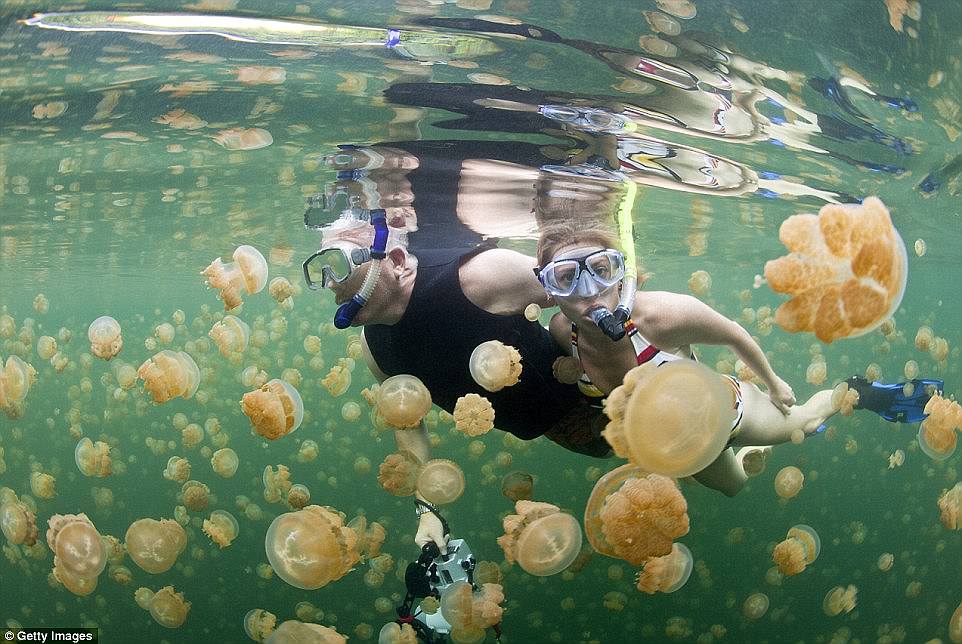 Located on Eil Malik island in Palau, Jellyfish Lake is home to over a million stingless golden jellyfish. Hundreds of years ago the lake had an outlet to the ocean but when the sea level dropped the jellyfish population were isolated and began to thrive