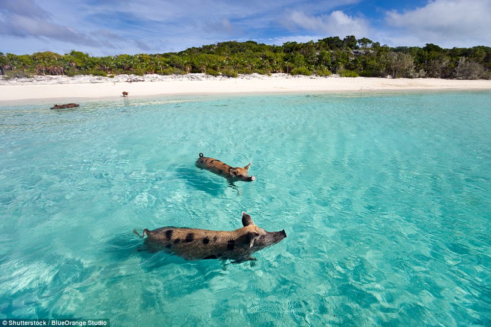 On a small uninhabited island in the Exuma region of the Bahamas, wild pigs paddle freely. Tourists can reach the site by boat to feed and play with them