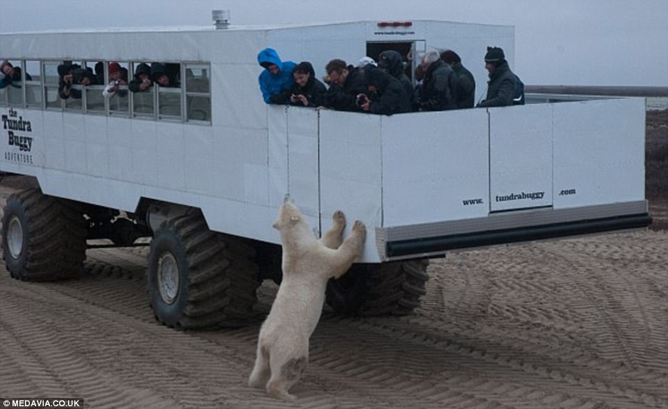 Canada is home to two-thirds of the world's polar bears, many of which amass each year at Hudson bay in Churchill, Manitoba, to hunt on the ice. Tourists can get up-close with them in specially-made Tundra Buggy vehicles like this one