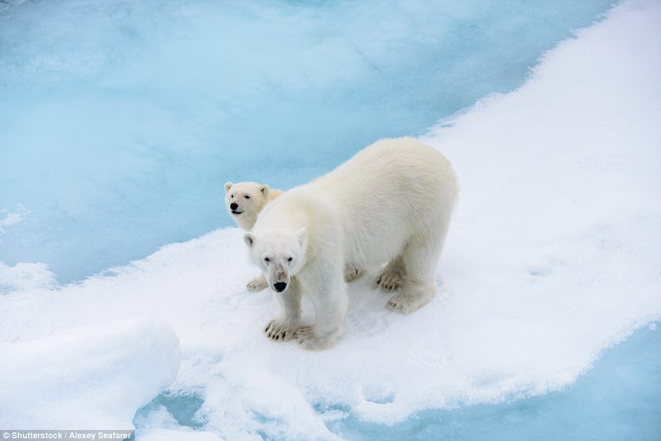 Churchill  has been nicknamed the Polar Bear Capital of the World, but environmental experts say climate change could make the population extinct within a few decades