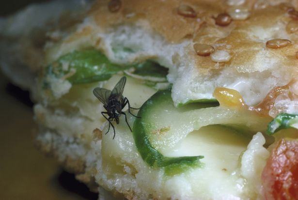 Housefly on sandwich