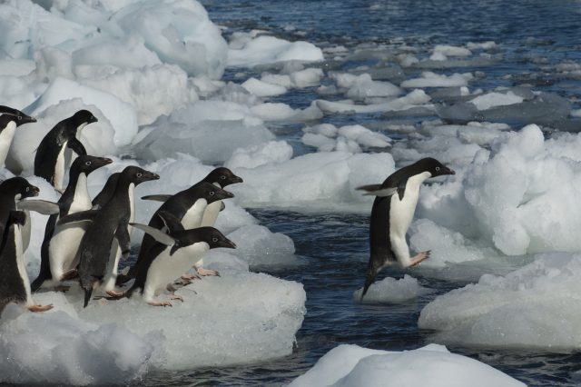 The Dark Truth About Penguins Was Kept Secret For More Than A Hundred Years GettyImages 453427472 640x426