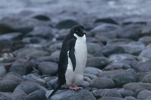 The Dark Truth About Penguins Was Kept Secret For More Than A Hundred Years GettyImages 89176667 640x426
