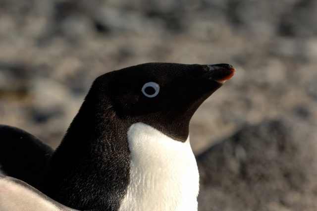 The Dark Truth About Penguins Was Kept Secret For More Than A Hundred Years 118 GettyImages 453766504 640x426