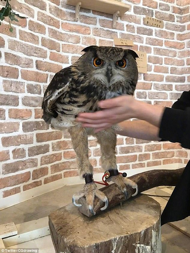 The second picture shows somebody lifting up an owl's feathers to reveal the real length of its limbs 