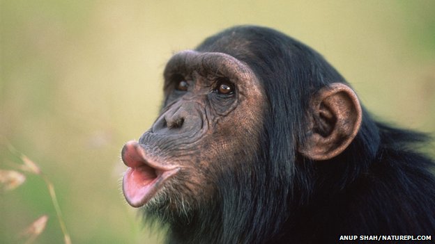 12 -  A female chimpanzee in a fit of passion has the strength of six men.