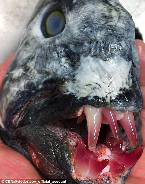 The Atlantic Wolffish (Anarhichadidae) hunts using lower and upper jaws equipped with four to six thick, fang-like, conical teeth preying on hardshell molluscs, crustaceans, and echinoderms