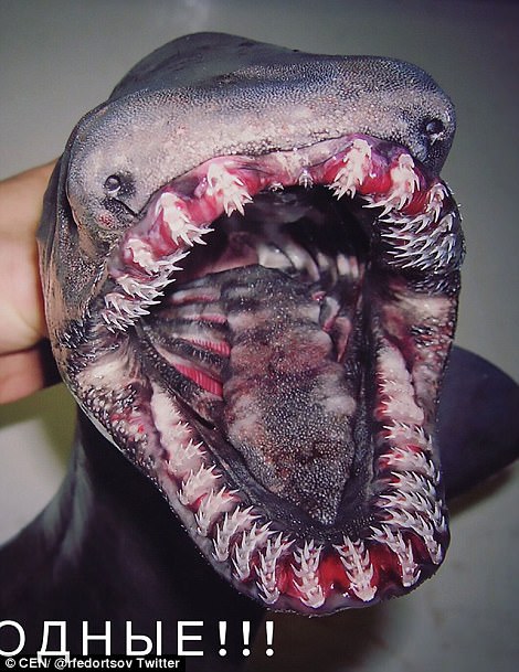 Pictured right, the frilled shark (Chlamydoselachus anguineus) has been known to live at depths of almost 1,600m. It is referred to as a 'living fossil' and has a long, flexible body that can coil and attack prey with long, flexible jaws that swallow prey whole. It has rows of needle-like teeth that prevent prey escaping.
