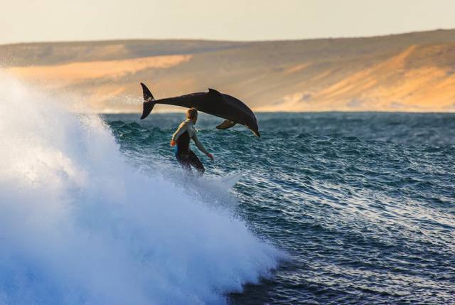 1 -  Surfing with dolphins in Kalbarri, Australia.