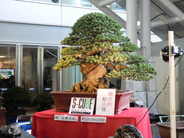 20 -  The most expensive Bonsai tree in the world. Over 300 years old – $1.3 million