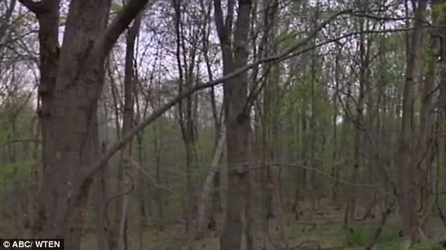 The new landowners in Cambridge, New York state, had set up the camera in the woods (pictured) as they hoping to go hunting but wanted to check if the area was a popular route for locals first