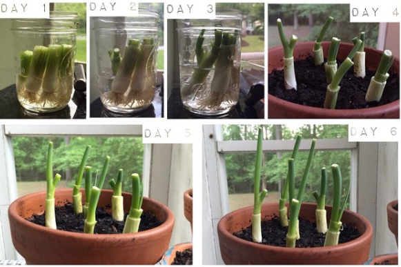 Regrow green onions in just one week: