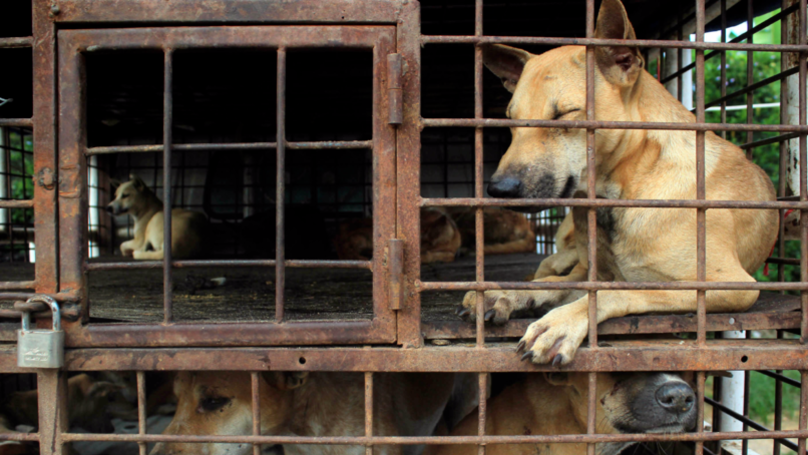 中国玉林狗肉节每年屠杀3000只狗狗，今年政府终于「禁售狗肉」全球鼓掌！台湾在这方面受到称赞！
