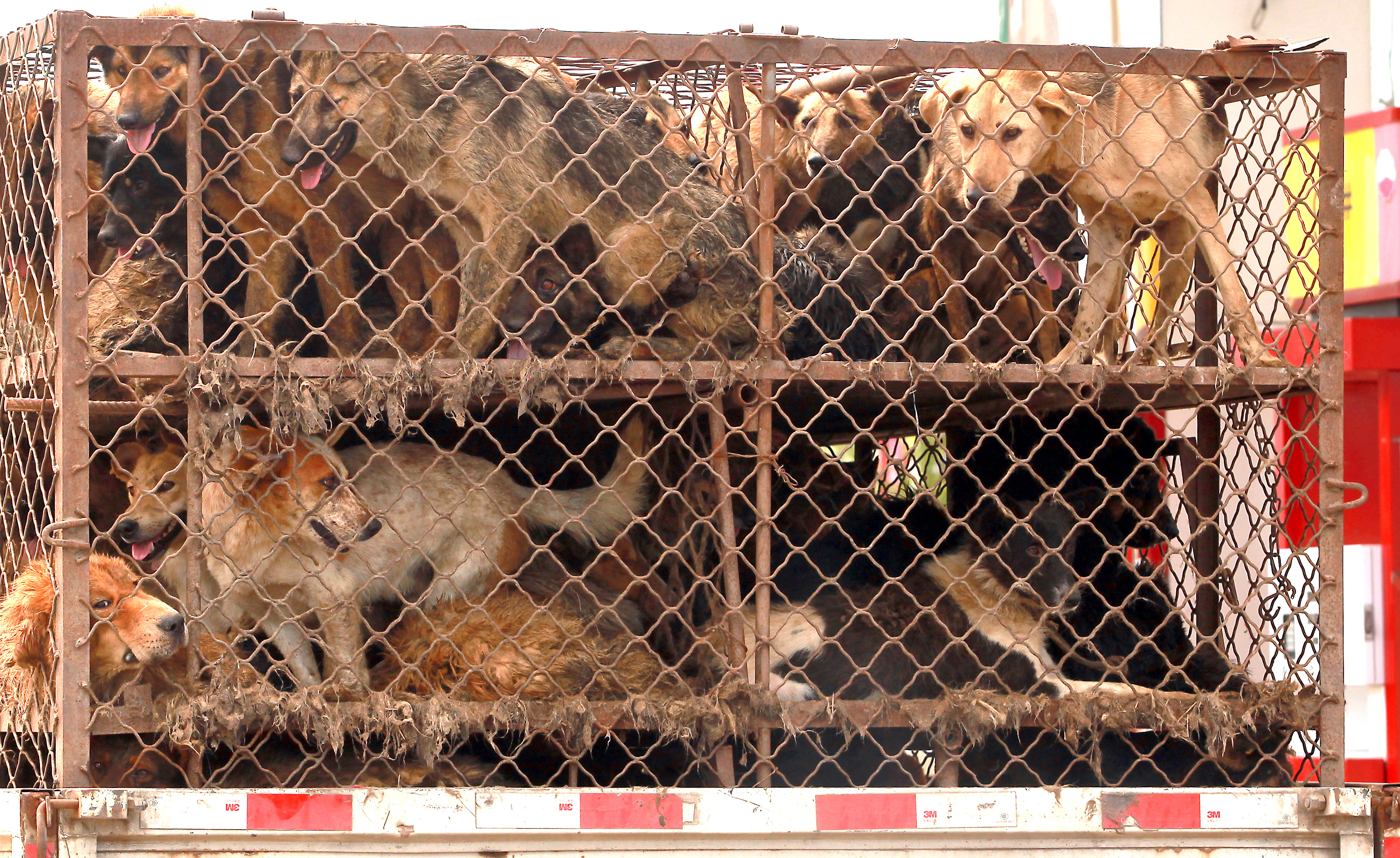 中國玉林狗肉節每年屠殺3000隻狗狗，今年政府終於「禁售狗肉」全球鼓掌！台灣在這方面受到稱讚！