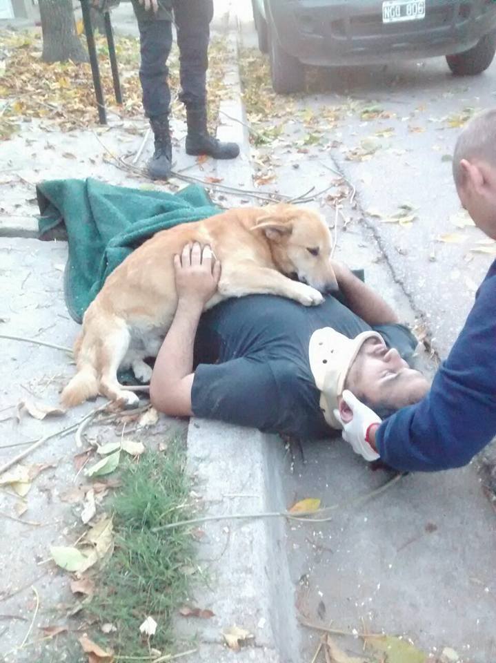Paramedics Arrive At Accident Scene To Find Guys Dog Hugging Him 18485923 1630302206999637 3194200254322770981 n