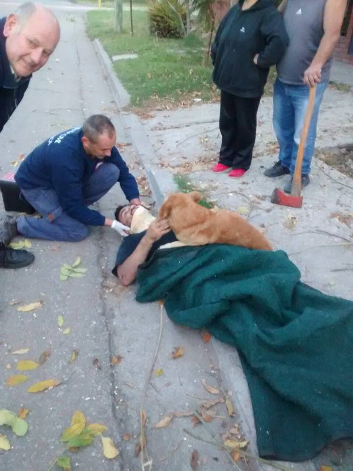 Paramedics Arrive At Accident Scene To Find Guys Dog Hugging Him 18447508 1630302420332949 2327709804507980048 n