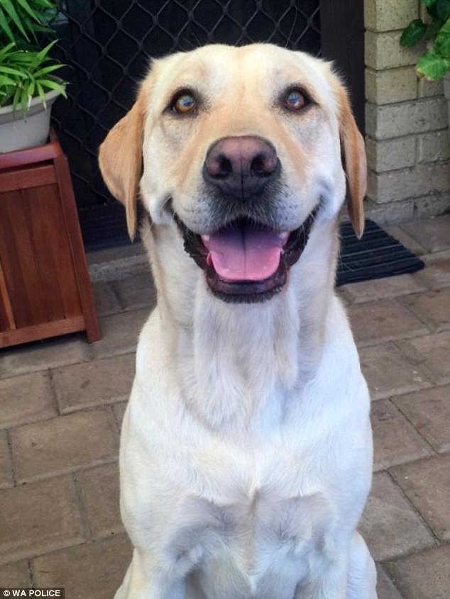 Four-year-old labrador Luna was fatally stabbed at a park when it ran over to a stranger