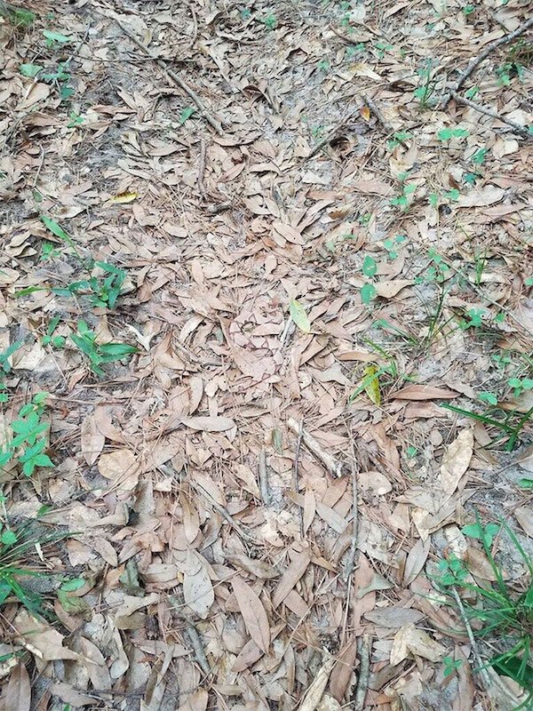 amazing wild animal camouflage nature 33 5926c8eea6c0b  7001 Camo level: Expert. Can you spot them all? (30 Photos)