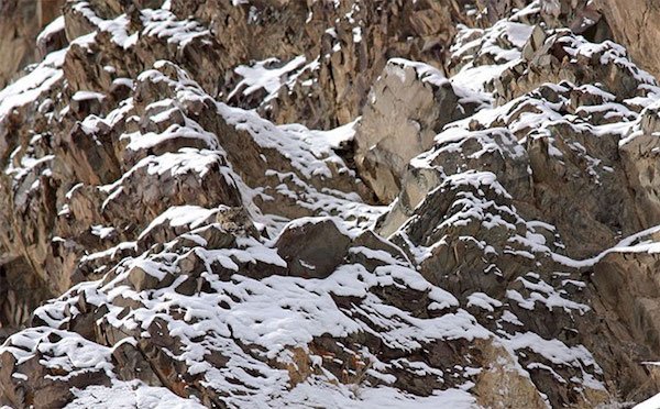 amazing wild animal camouflage nature 14 5926904a8f4de  7001 Camo level: Expert. Can you spot them all? (30 Photos)