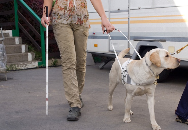 Image result for guide dog woman