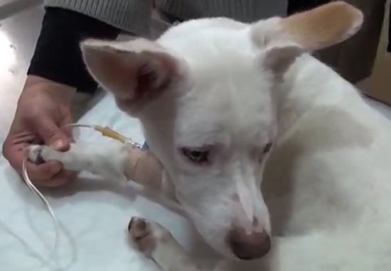 Dog Dies After Carrot Is Forced Into Her Vagina dog carrot web