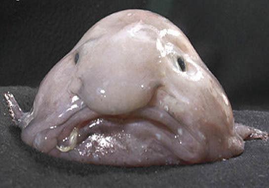 「世界上最丑动物」其实只是一条「样子普普」的鱼！只是被拿上来时「解压」了！