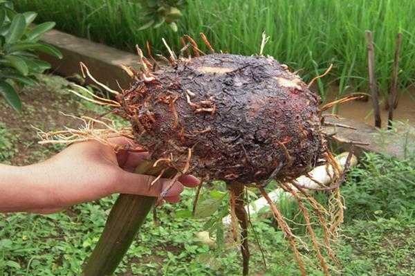 %e7%85%8e%e8%92%9f%e8%92%bb