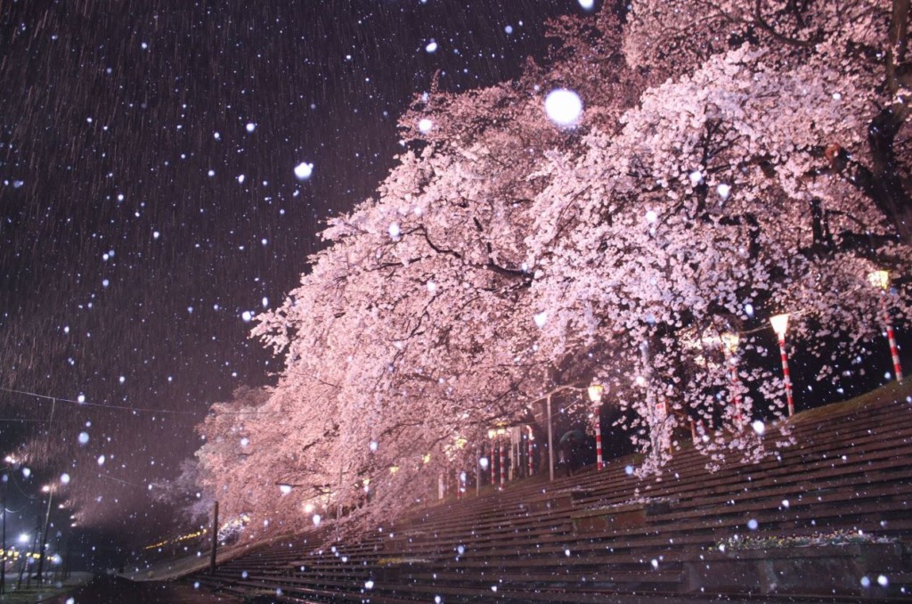 日本出現神級美景 櫻吹雪 重現動漫場景網瘋搶拍 雪