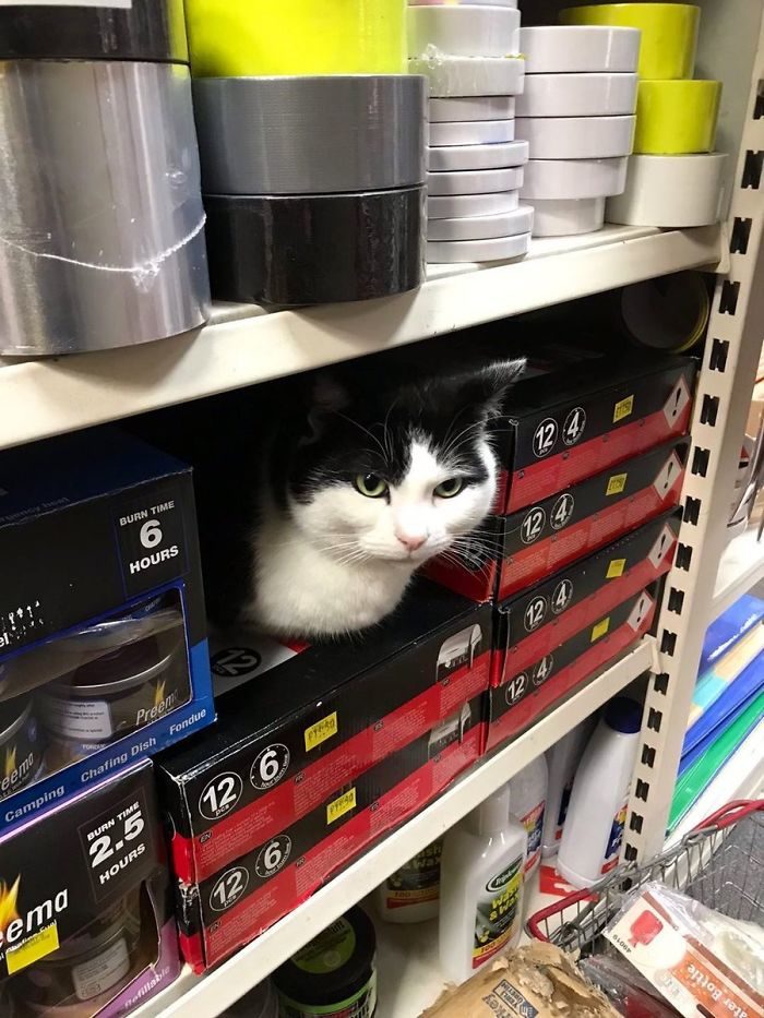 貓咪霸佔超市