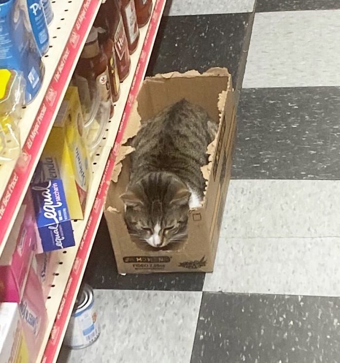 貓咪霸佔超市