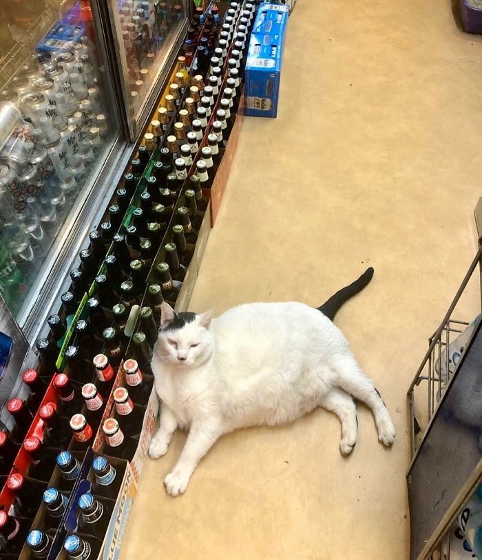 猫咪霸占超市