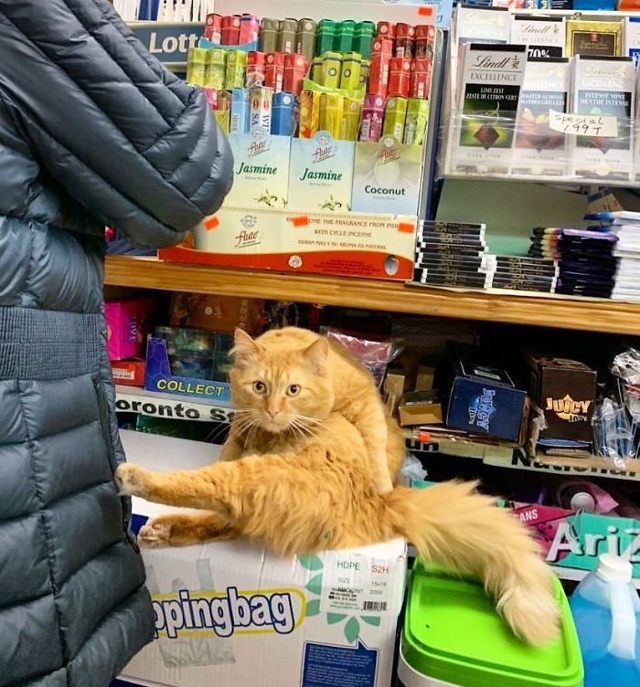 猫咪霸占超市