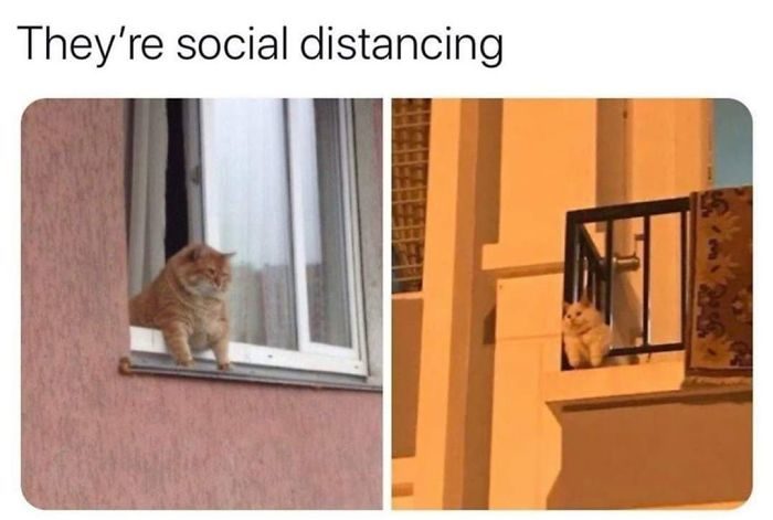 動物社交距離