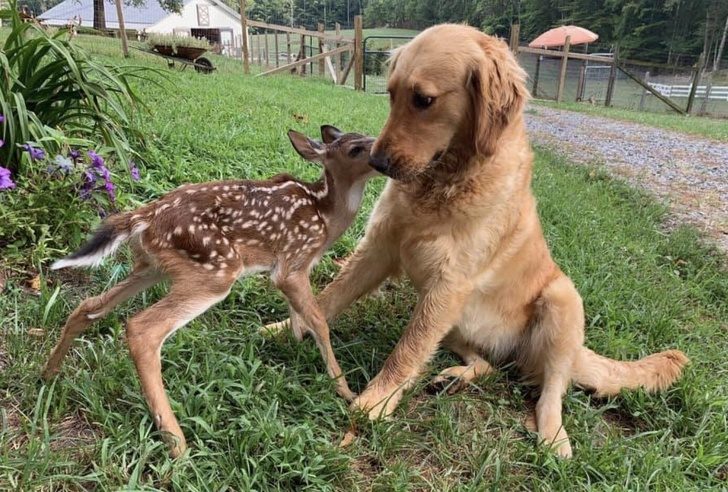 動物友誼