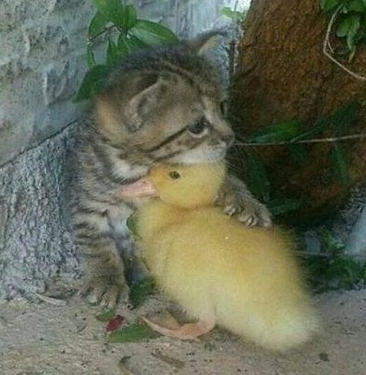 動物友誼