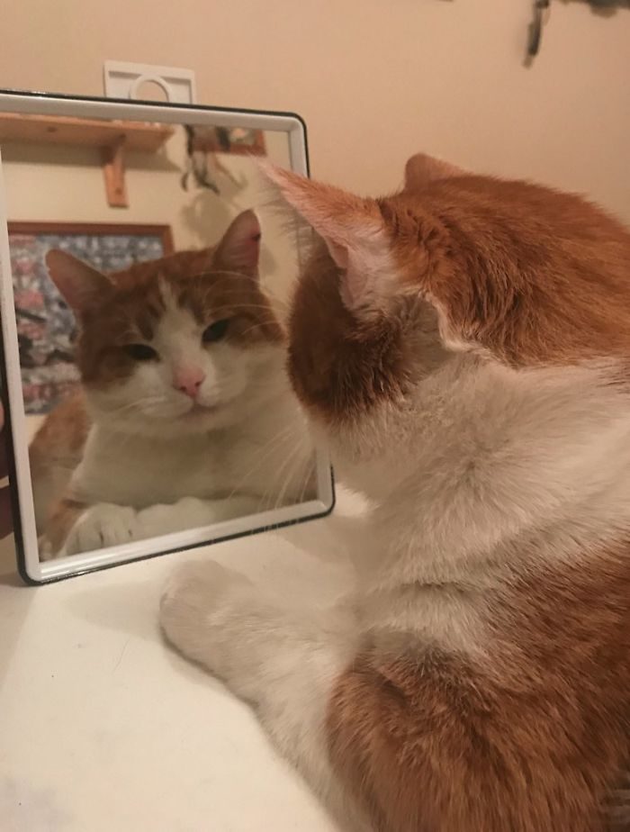 動物照鏡子