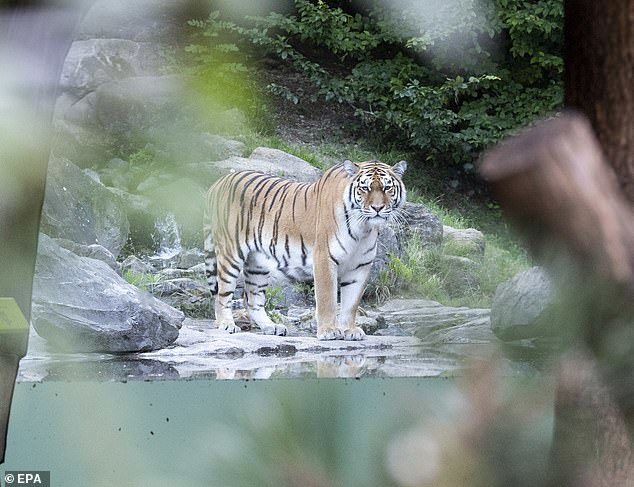 老虎攻击动物园员工