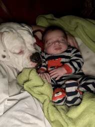 拳師犬與寶寶