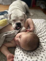 拳師犬與寶寶