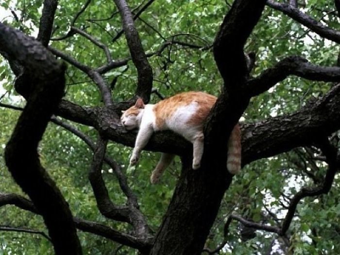 猫咪树上睡姿