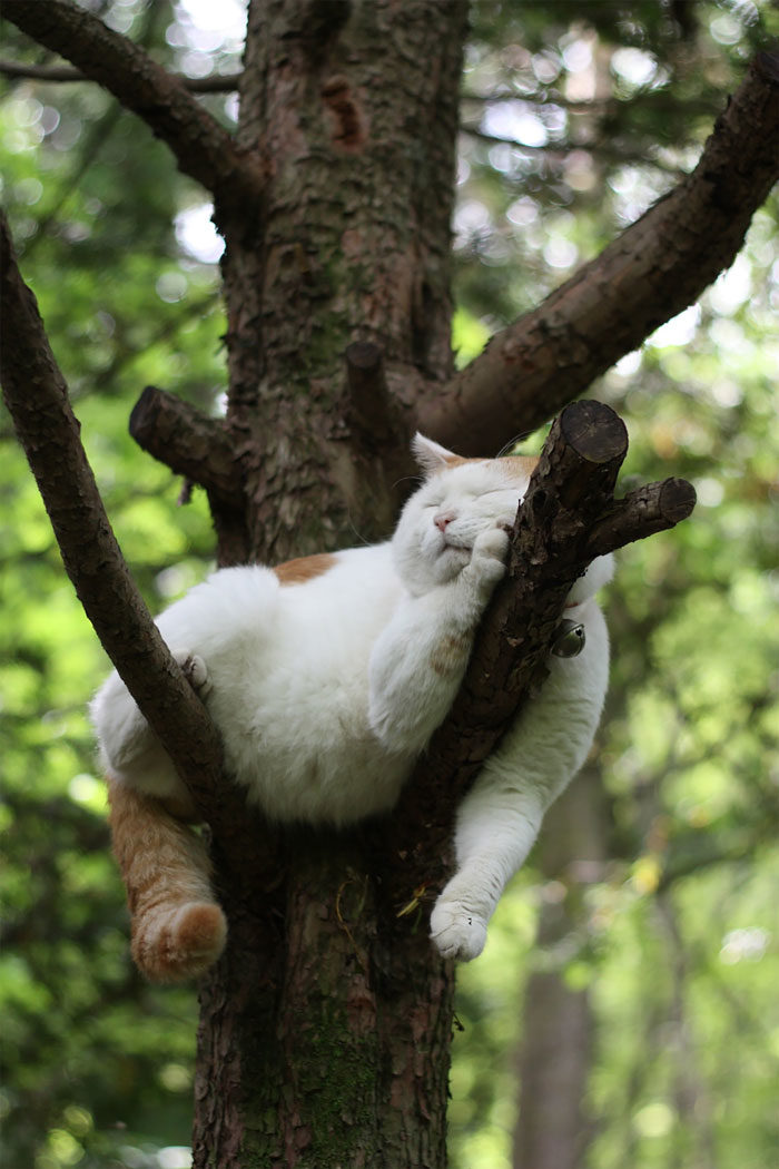 猫咪树上睡姿