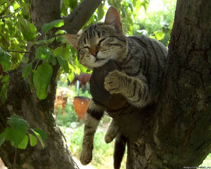 貓咪樹上睡姿